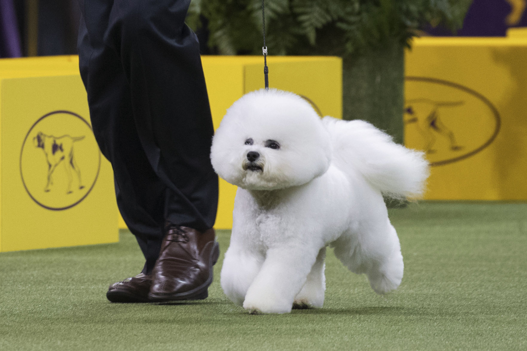 Westminster Dog Show